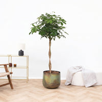 Schefflera Arboricola flettet stamme - 160 cm