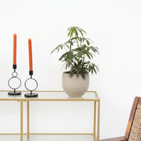Anthurium Polyschistum Mosspinne - 40 cm