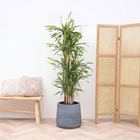Dracaena Riki Fragrans forgrenet - 180 cm