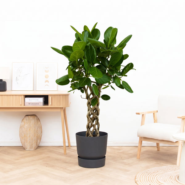 Ficus Benghalensis Audrey gevlochten cilinder - 110 cm kopen bij Green Bubble