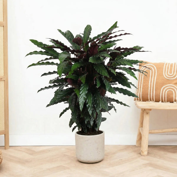 efeutute n joy kaufen Epipremnum aureum N'Joy (Efeutute) – Jungle Leaves