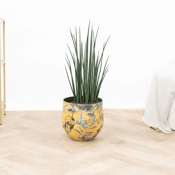 Sansevieria Mikado - 80 cm