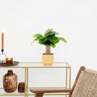 Coffea arabica met jute stam - 25 cm