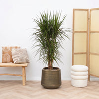 Dracaena Marginata vertakt - 130cm