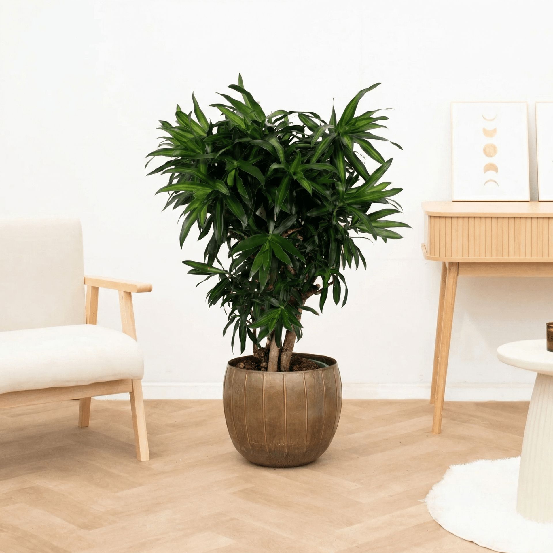 song of jamaica plant indoor Dracaena Song of Jamaica branched - 130cm