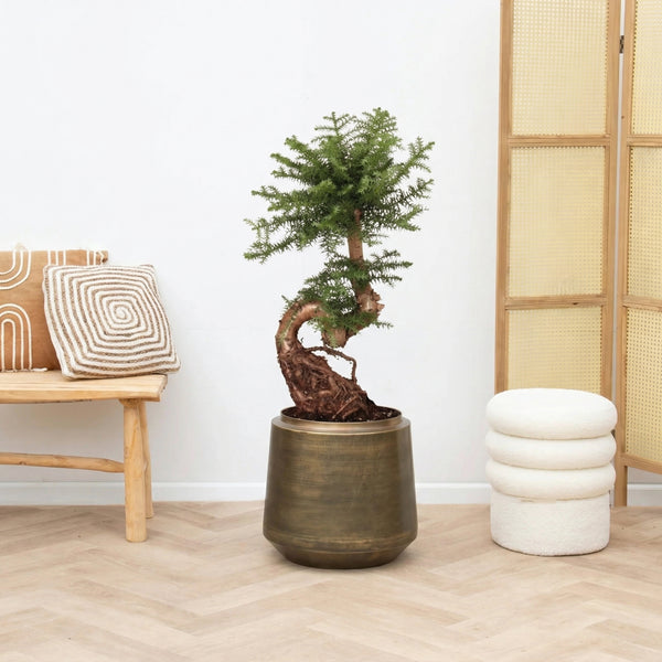 Araucaria Bidwillii bonsai S - vorm - 80cm kopen bij Green Bubble
