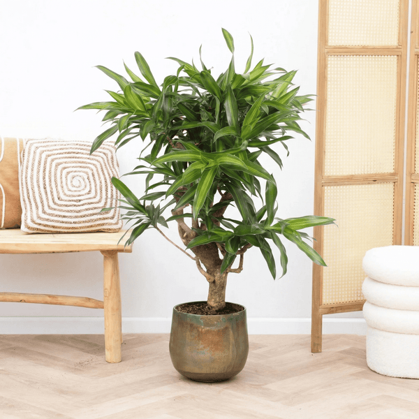 Dracaena Song of Jamaica vertakt - 100cm kopen bij Green Bubble