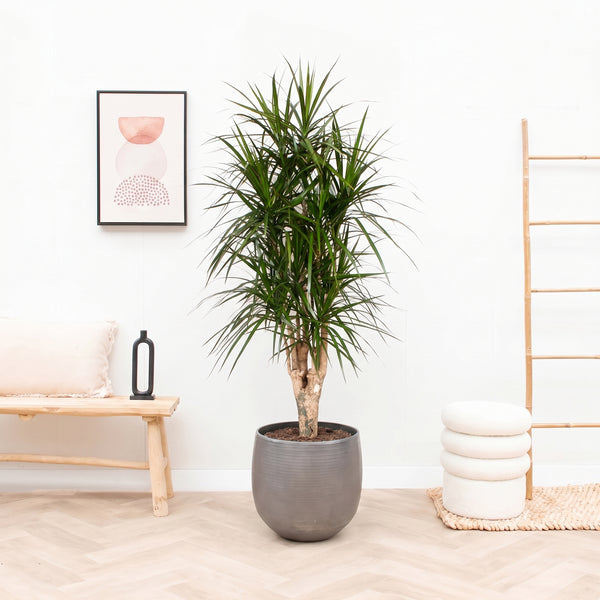Dracaena Marginata vertakt XXL - 190cm kopen bij Green Bubble