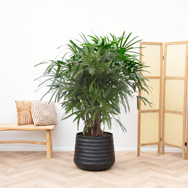 Rhapis Excelsa - 130cm kopen bij Green Bubble
