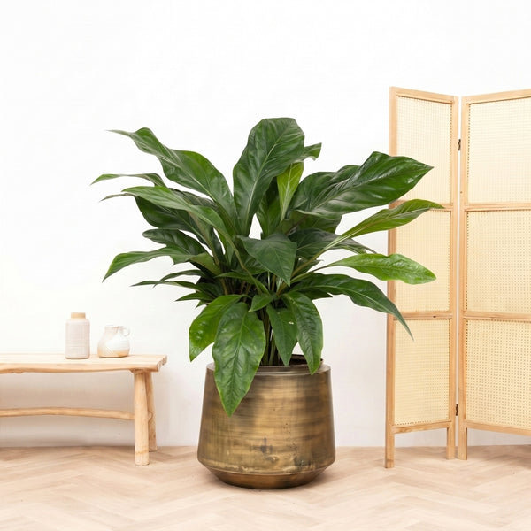 Anthurium Jungle King struik - 100cm kopen bij Green Bubble