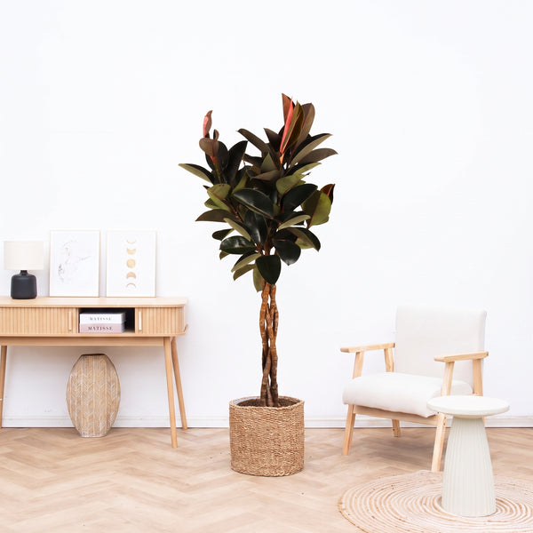 Ficus Elastica Burgundy tronco trenzado – 130cm kopen bij Green Bubble