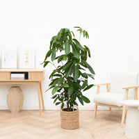 Schefflera Amate  - 150cm