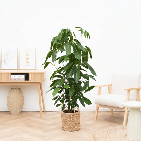 Schefflera Amate  - 150cm kopen bij Green Bubble