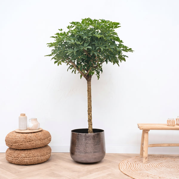Schefflera op stam - 200cm kopen bij Green Bubble