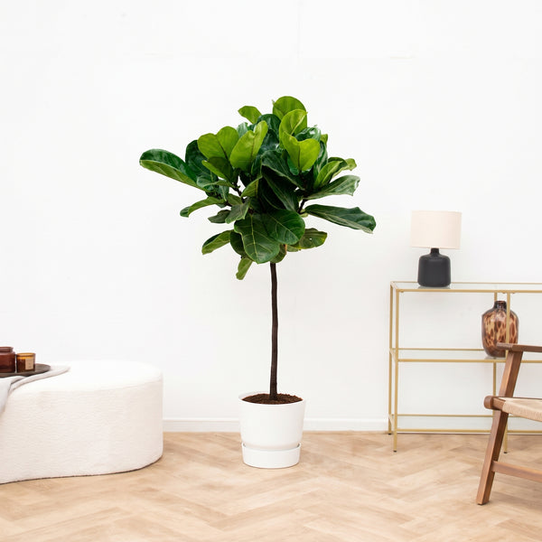 Ficus Lyrata łodyga - 100cm kopen bij Green Bubble