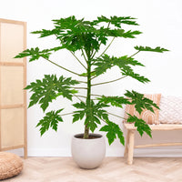 Papaya - 180cm