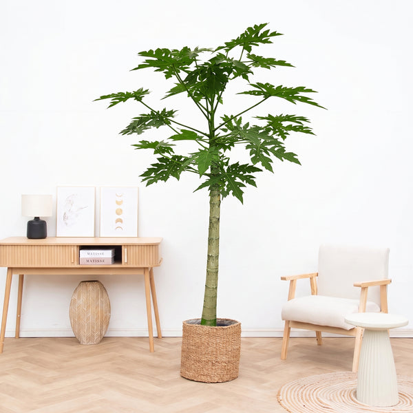 Papaya - 225cm kopen bij Green Bubble