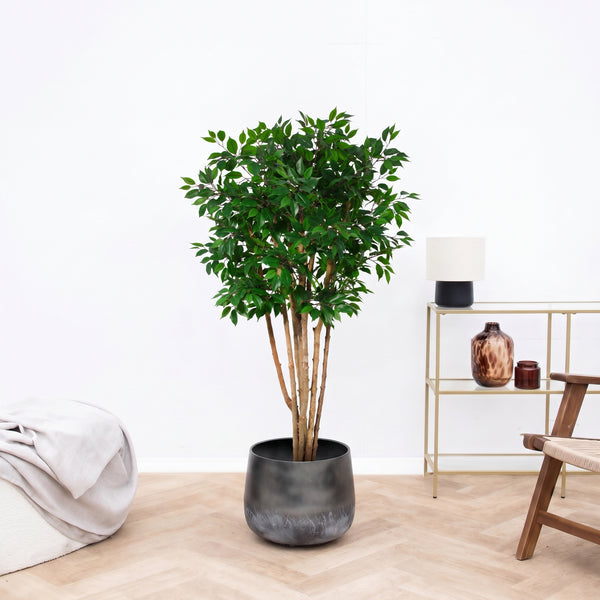 Kunstplant Ficus Benjamina multi stam - 180 cm