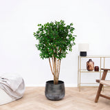Kunstplant Ficus Benjamina multi stam - 180 cm