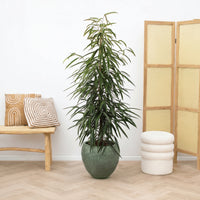 Ficus Alii king zuil - 150cm