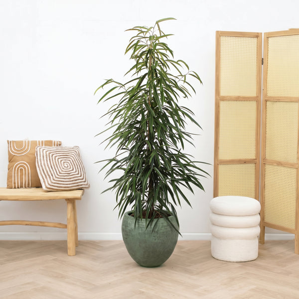 Ficus Alii king zuil - 150cm kopen bij Green Bubble