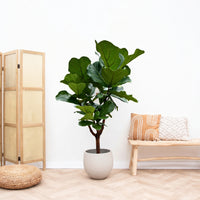 Ficus Lyrata vertakt - 120cm