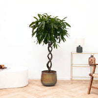 Ficus Binnendijkii Amstel King dubbel spiraal - 130cm
