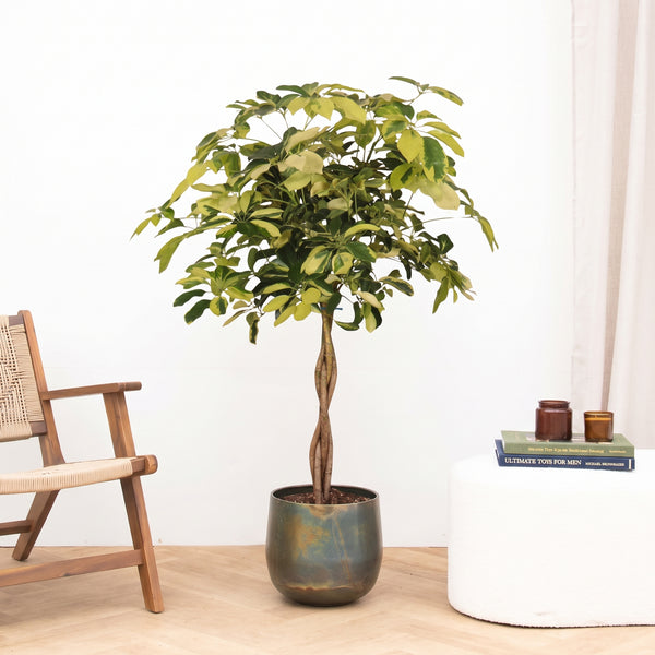 Schefflera Arboricola Matis gevlochten stam - 130 cm kopen bij Green Bubble