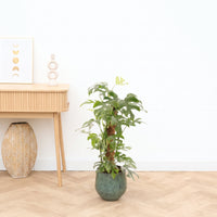 Monstera Minima Mosstok - 70cm