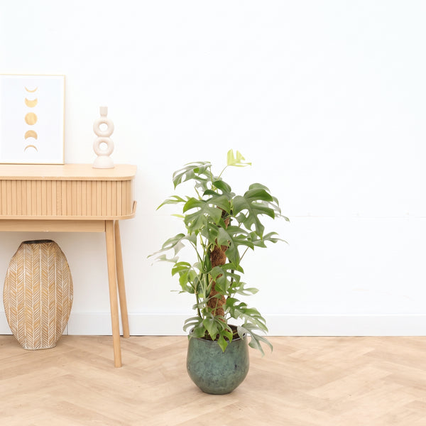 Monstera Minima Mosstok - 70cm kopen bij Green Bubble