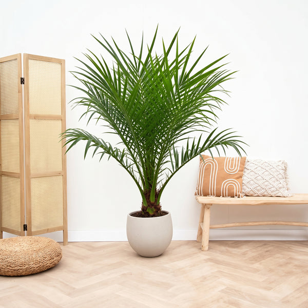 Phoenix Roebelenii with trunk - 100cm kopen bij Green Bubble