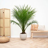 Product afbeelding 1