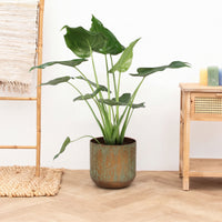 Alocasia Cucullata - 90 cm