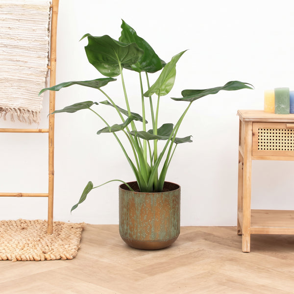 Alocasia Cucullata - 90 cm kopen bij Green Bubble