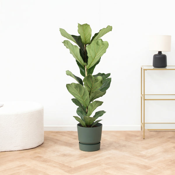 Ficus Lyrata struik XXL - 120cm kopen bij Green Bubble