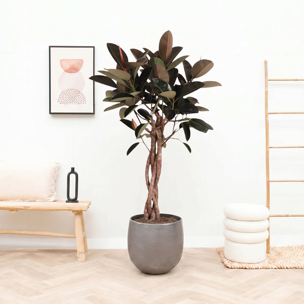 Ficus Elastica Burgundy pleciony pień – 190cm kopen bij Green Bubble