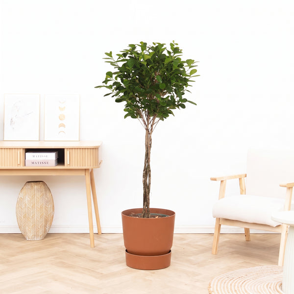 Ficus Microcarpa Moclame - 150 cm kopen bij Green Bubble