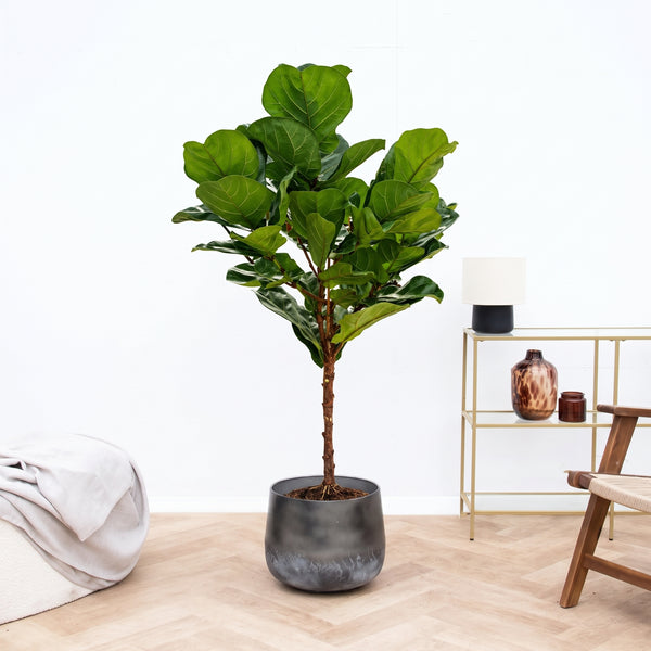 Ficus Lyrata en tallo - 150cm kopen bij Green Bubble