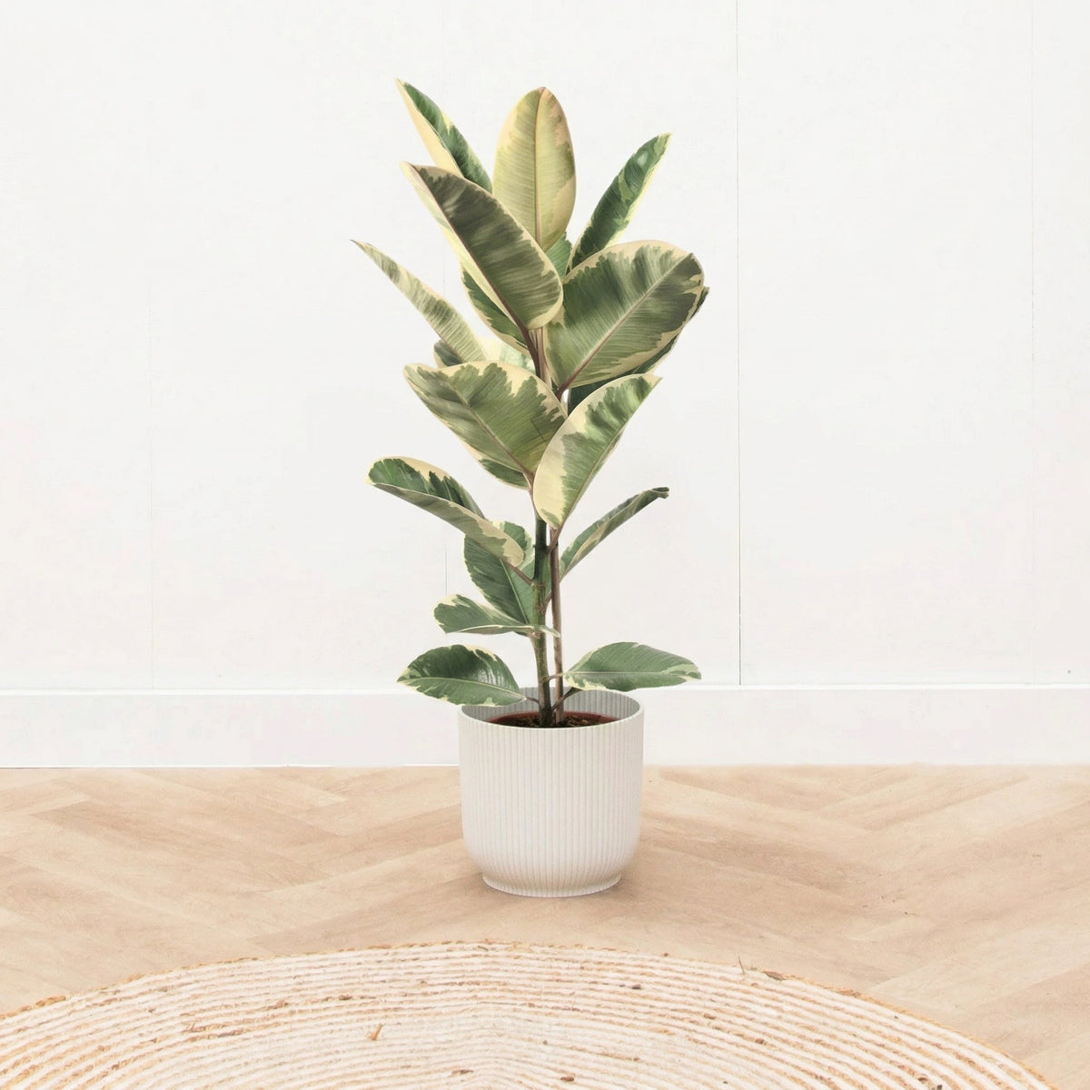 Ficus Elastica Tineke Care verzorging - Green Bubble