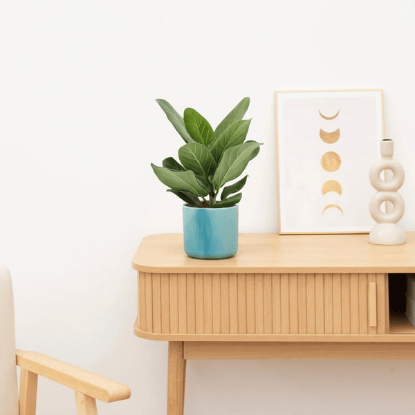 Ficus benghalensis audrey - 30 cm