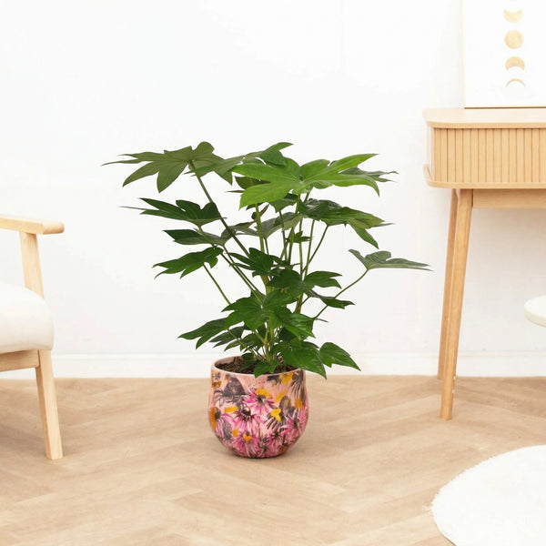 Fatsia japonica - 70 cm