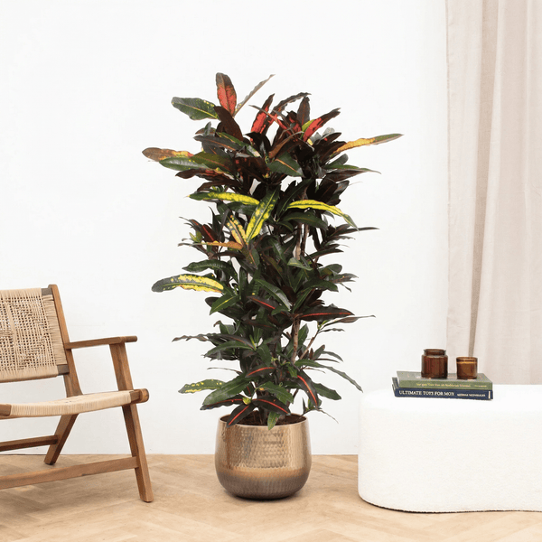 Codiaeum Mango - 160 cm kopen bij Green Bubble