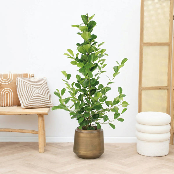 Ficus Moclame struik - 100 cm kopen bij Green Bubble