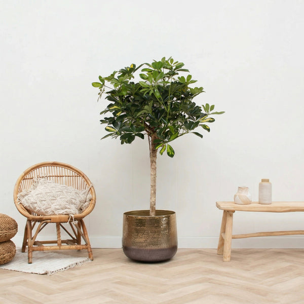 Schefflera Gold Capella op stam - 130 cm