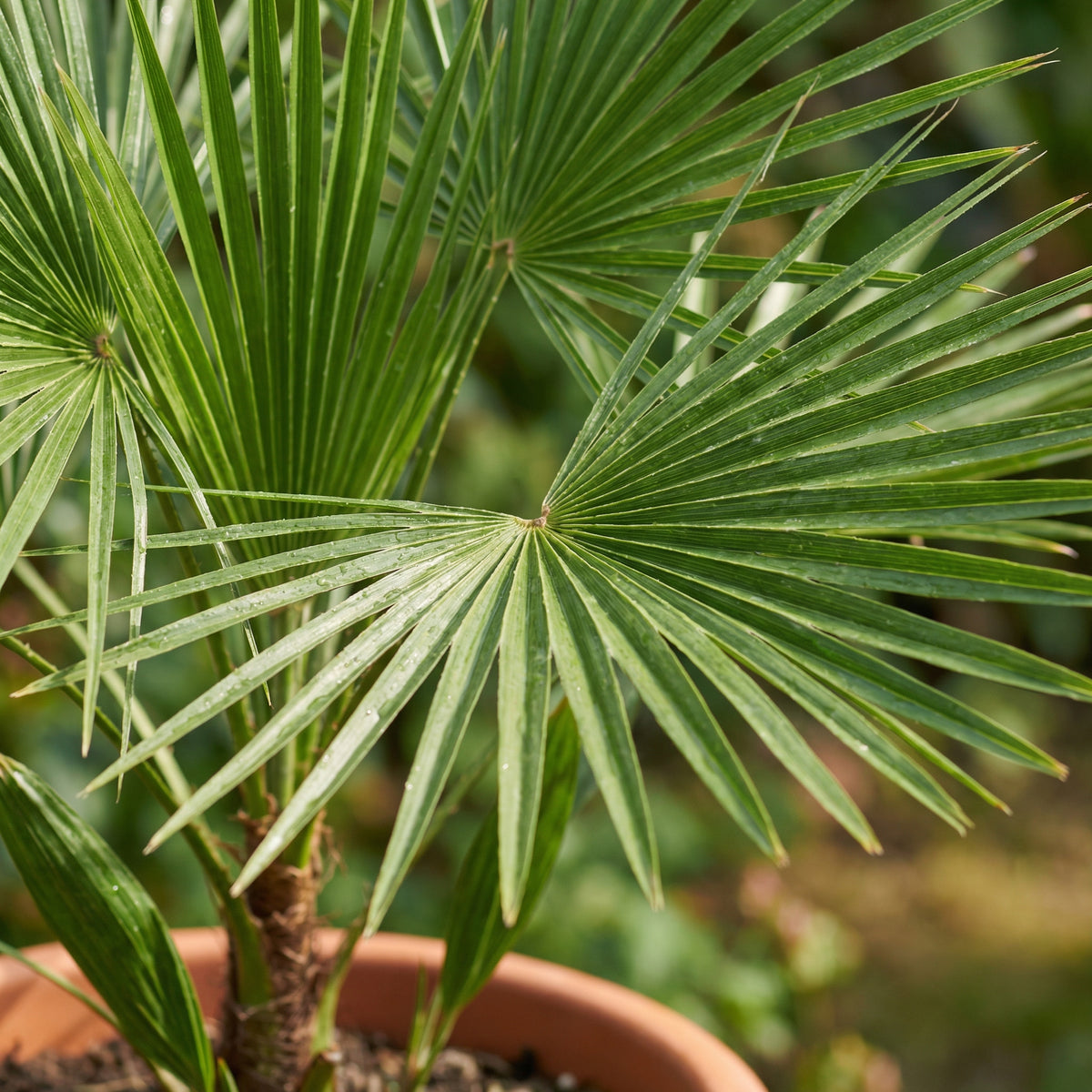 Skötsel av Trachycarpus Fortunei verzorging - Green Bubble