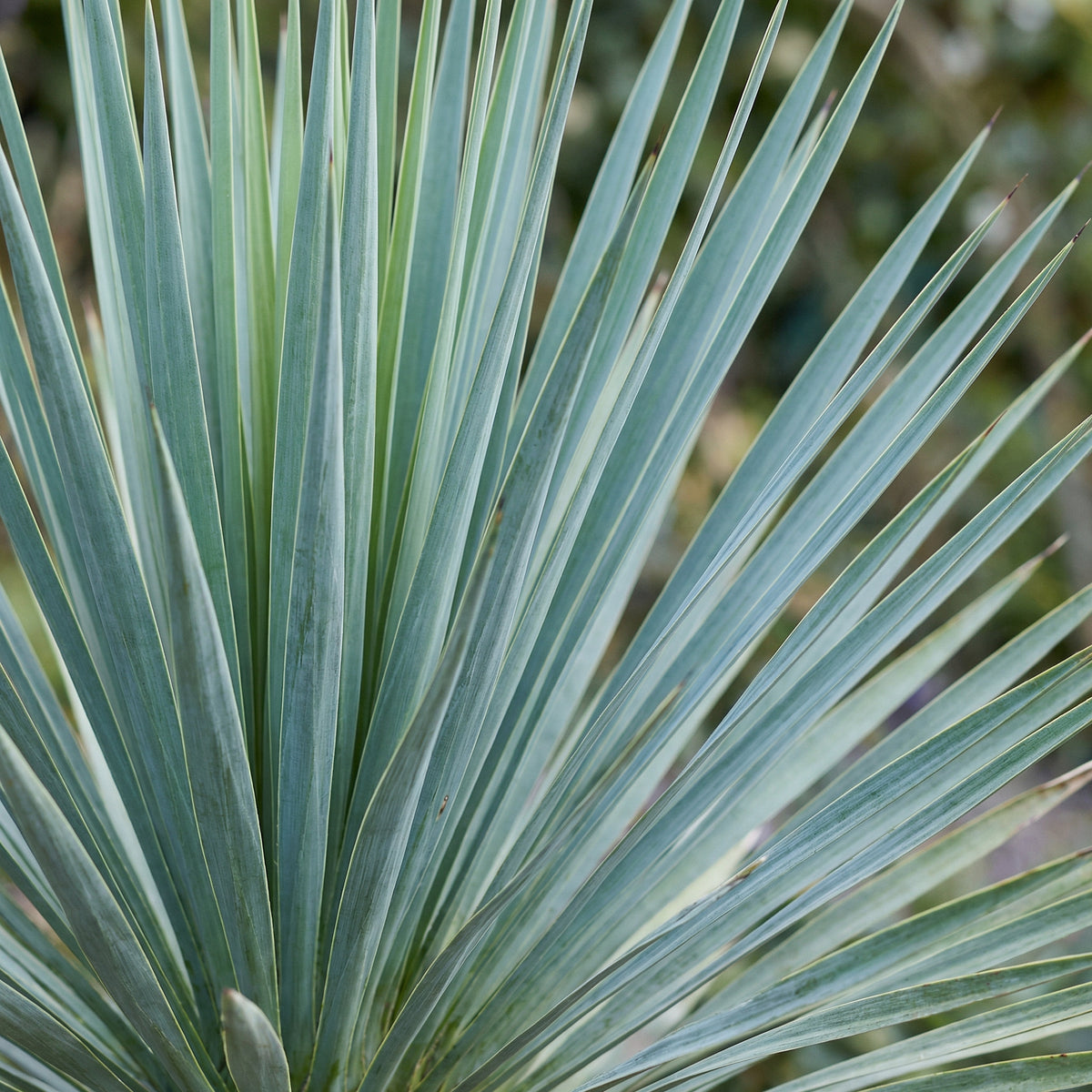 Skötsel av Yucca Rostrata verzorging - Green Bubble