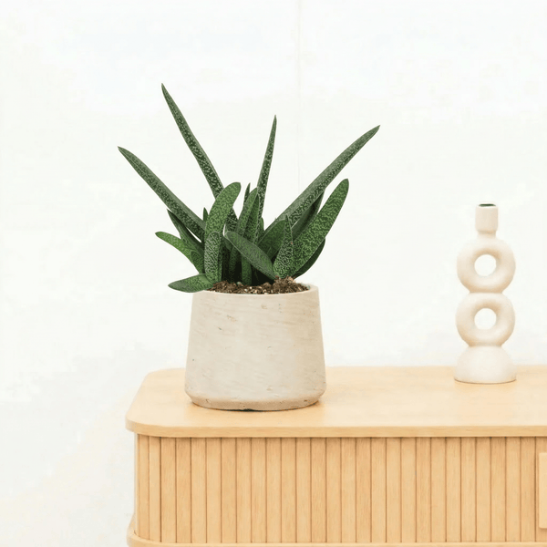 Gasteria Verrucosa - 25 cm kopen bij Green Bubble