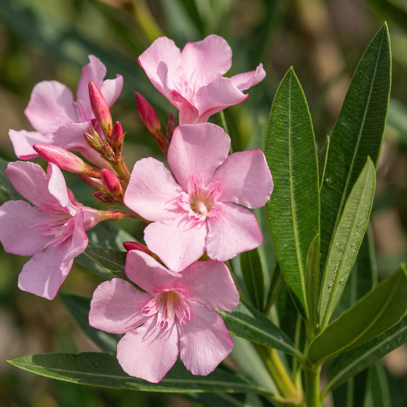 Skötsel av Nerium Oleander verzorging - Green Bubble