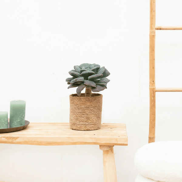 Echeveria Blue heart op stam - 20 cm