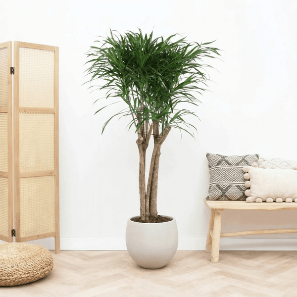 Dracaena Anita Variegata multi stam - 130cm